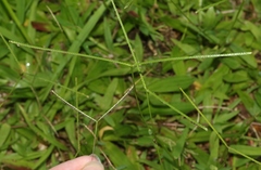 Digitaria fuscescens