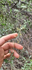 Lyrocarpa coulteri