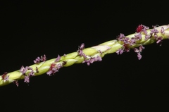 Digitaria fuscescens