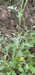 Lyrocarpa coulteri
