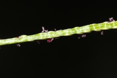 Digitaria fuscescens