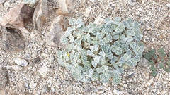 Psathyrotes ramosissima