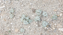 Psathyrotes ramosissima