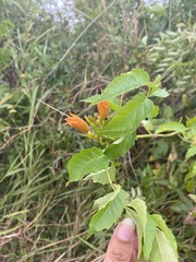Campsis