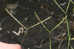 Digitaria fuscescens
