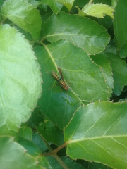 Polistes myersi