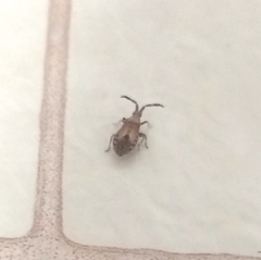 Scolopocerus secundarius