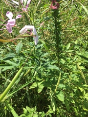 Cleome houtteana