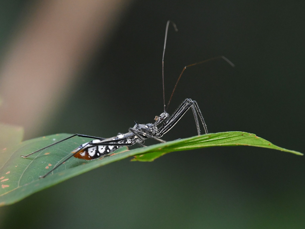 Epidaus maculiger
