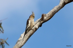 Nymphicus hollandicus