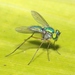 Chrysosoma - Photo (c) James Bailey, some rights reserved (CC BY-NC), uploaded by James Bailey