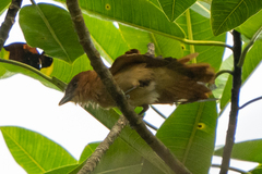 Pachyramphus cinnamomeus