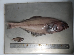 Reinhardtius hippoglossoides