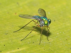 Chrysosoma globiferum