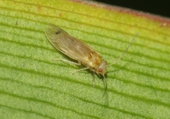 Elipsocidae