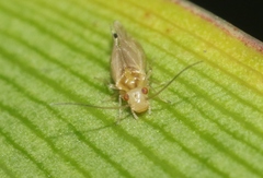 Elipsocidae
