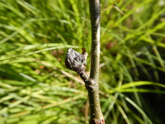 Dasineura serrulatae