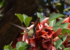 Hylocharis chrysura