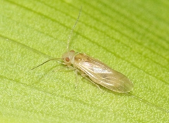 Elipsocidae