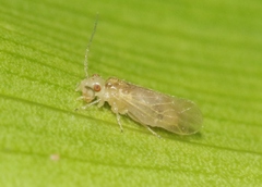 Elipsocidae