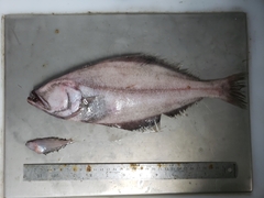 Reinhardtius hippoglossoides