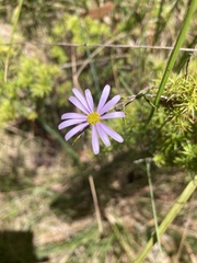 Brachyscome spathulata