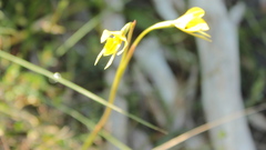 Diuris chryseopsis