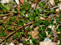 Gonocarpus micranthus