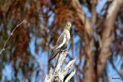 Nymphicus hollandicus