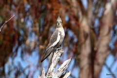 Nymphicus hollandicus