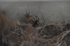 Latrodectus hasselti