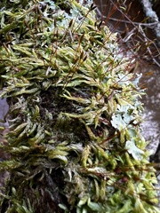 Entodon seductrix