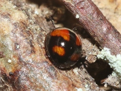 Stethotrypes raffrayi