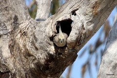 Nymphicus hollandicus