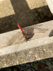 Sympetrum frequens