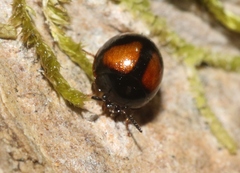 Stethotrypes raffrayi