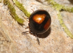 Stethotrypes raffrayi