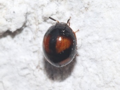 Stethotrypes raffrayi