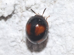 Stethotrypes raffrayi