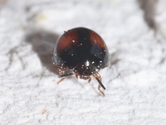 Stethotrypes raffrayi