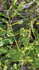 Mimosa nuttallii