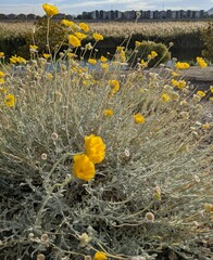 Baileya multiradiata