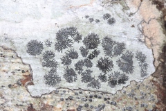 Phaeographis hawaiiensis