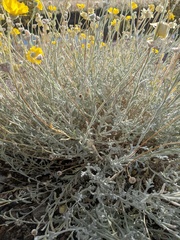Baileya multiradiata