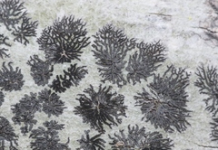 Phaeographis hawaiiensis