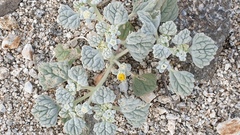 Psathyrotes ramosissima