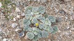 Psathyrotes ramosissima