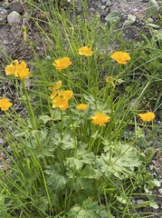 Ranunculus gouanii