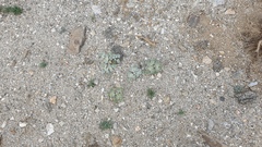 Psathyrotes ramosissima