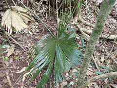 Livistona chinensis